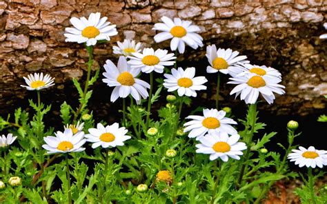 Daisies daisy flowers flowers wallpaper | 1920x1200 | 281652 | WallpaperUP