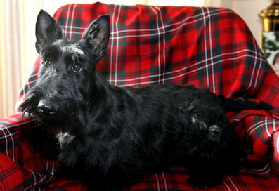 Carnegie Mellon's Mascot | Real dog, Scottish terrier puppy, Scottish ...