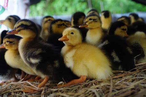 How to Start Duck Farming from Scratch: A Detailed Guide for Beginners ...