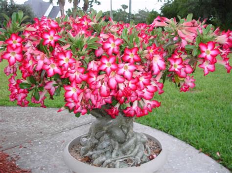 How to Grow and Care for a Desert Rose (Adenium obesum) | World of ...