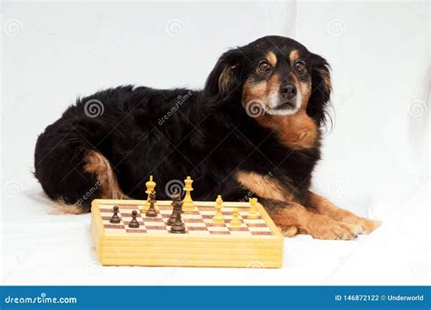 Smart Dog Playing Chess stock photo. Image of little - 146872122