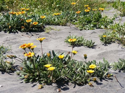 photographing New Zealand: Flowers in the sand