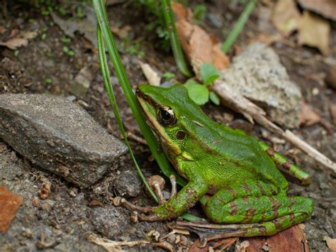 Garden Frogs - How To Invite Frogs To Garden Areas