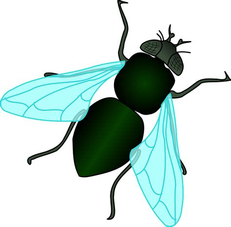 Download Fly, Bug, Insect. Royalty-Free Vector Graphic - Pixabay