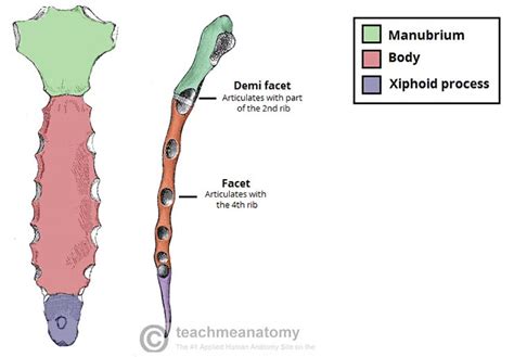 The inferior most part of the sternum is what? | Socratic