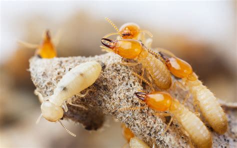 Where Do Termites Live? Termite Habitat Facts