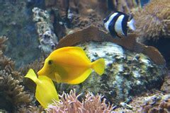 Yellow Tang Breeding Yellow Surgeonfish Breeding