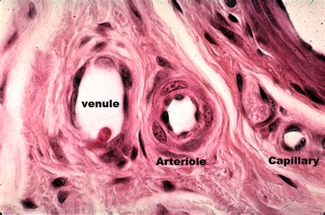 Venule - Arteriole - Capillary | Histology - Vascular | Pinterest