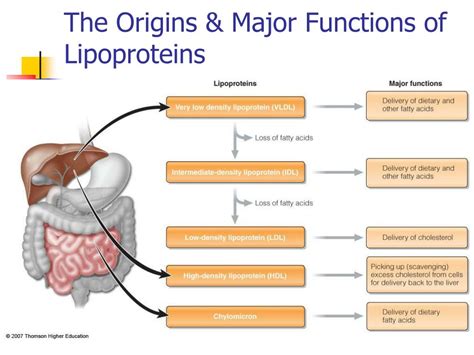 PPT - Lipoproteins PowerPoint Presentation, free download - ID:4279581