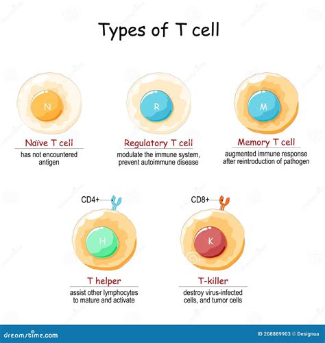 Types of T-cell. T Lymphocyte Stock Vector - Illustration of anatomy, type: 208889903