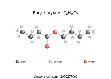 Molecular Formula Butyl Butyrate Butyl Butyrate Stock Vector (Royalty ...