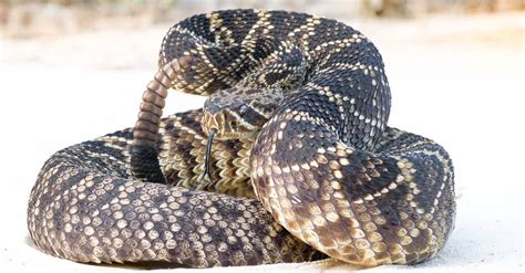 Eastern Diamondback Rattlesnake Pictures - AZ Animals