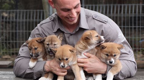 Forget your troubles and bliss out with five fuzzy dingo puppies