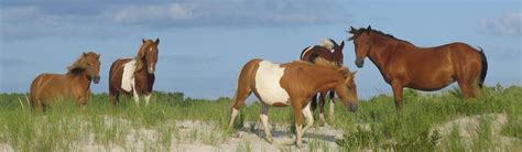 Assateague Island National Seashore (U.S. National Park Service)