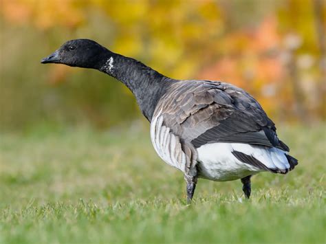 Brent Goose Bird Facts (Branta bernicla) | Birdfact