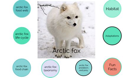 Arctic Fox by Ezekiel Martinez on Prezi