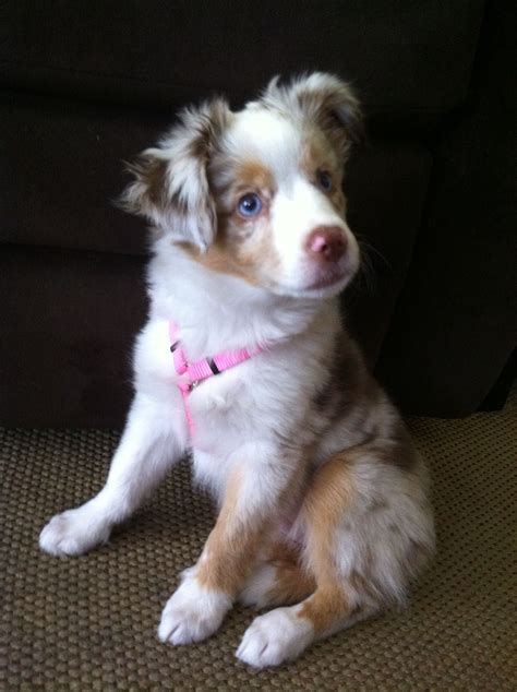 Red Merle Aussie Pup - The Puppies