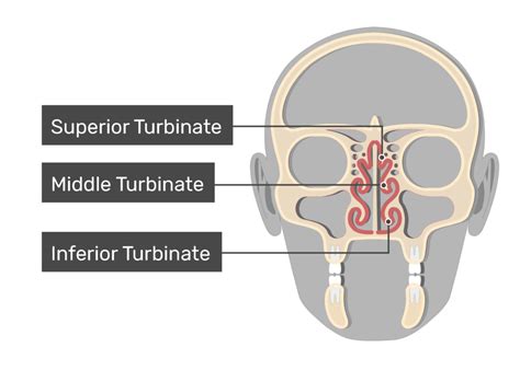 Turbinate Bones (Nasal Conchae): anatomy and diagram | GetBodySmart