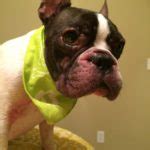 French Bulldog Skin Allergies and Other Skin conditions | Itchy Frenchie