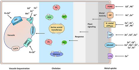 Frontiers | Traversing the Links between Heavy Metal Stress and Plant Signaling