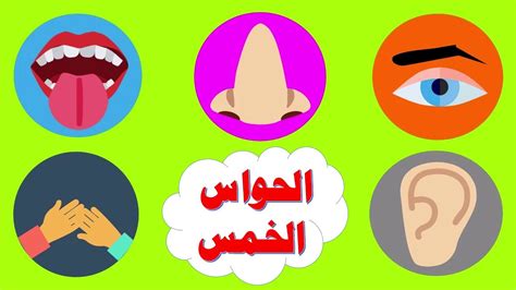 حاسة البصر الحواس الخمسة للاطفال