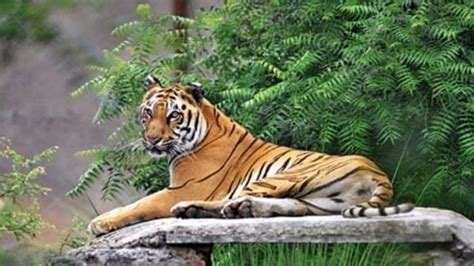 Petition · Save the rapidly shrinking tiger habitats - India · Change.org