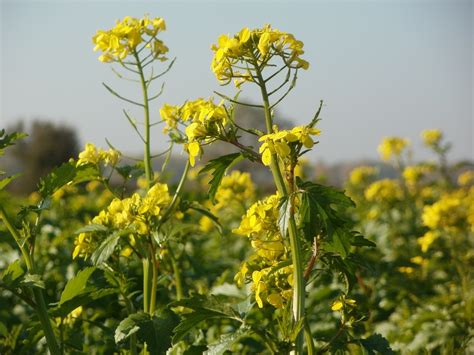 rapeseed - Growstuff