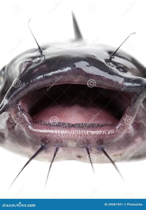 Mouth Catfish Stock Photo - Image: 39587491