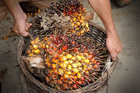 This Is How Palm Oil Is Made