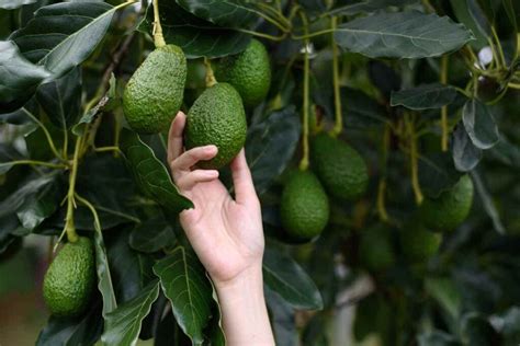 How to Harvest Avocados in 3 Easy Steps - Minneopa Orchards