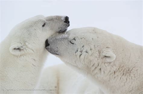 Polar Bear Conservation: Exploring the Arctic Through a Montana Lens