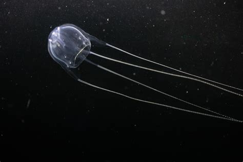 Is The Irukandji Jellyfish Deadly? - WorldAtlas