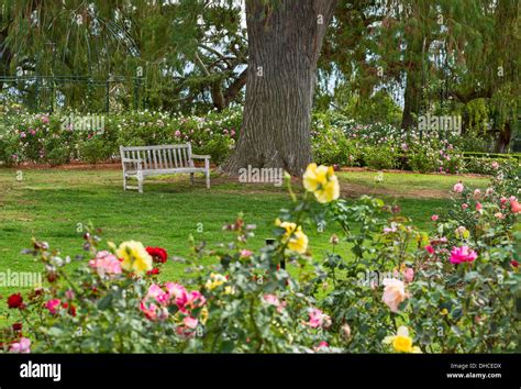 Beautiful Rose Garden of the Huntington Library Stock Photo - Alamy