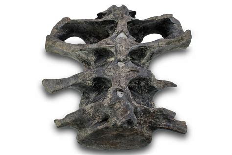 16" Fossil Ceratopsid (Achelousaurus) Sacrum - Montana (#264988) For ...