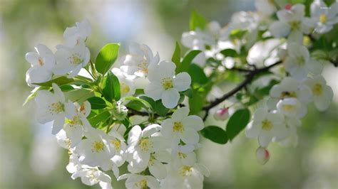 White cherry blossoms wallpaper - Flower wallpapers - #36554