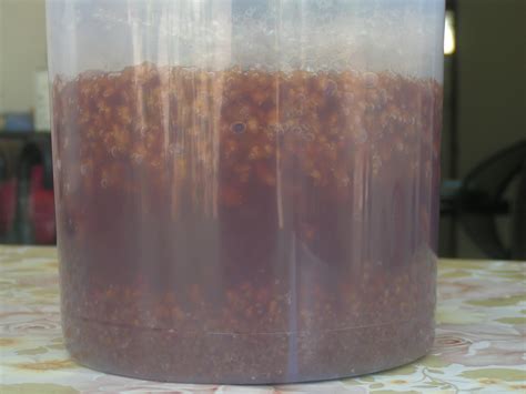 Benefits of Tibicos Mushroom or Water Kefir With Recipe | HubPages