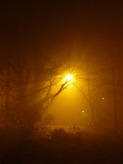 Free Images : tree, branch, abstract, sun, fog, sunrise, sunset, night, sunlight, morning, dawn ...