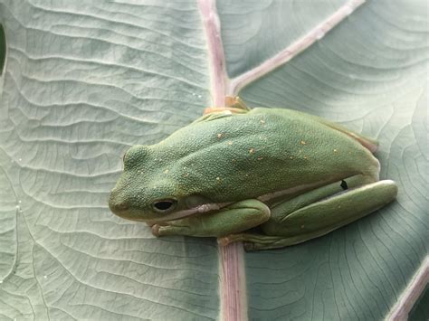[ベスト] green tree frog 687088-Green tree frog habitat