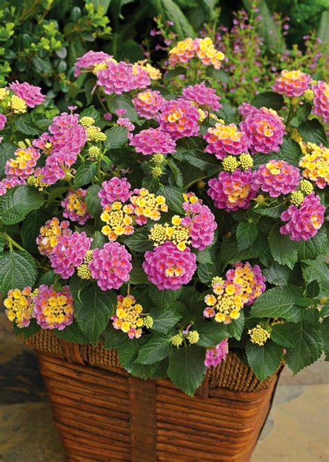 24 Best Drought Tolerant Plants That Grow In Lack Of Water | Balcony ...