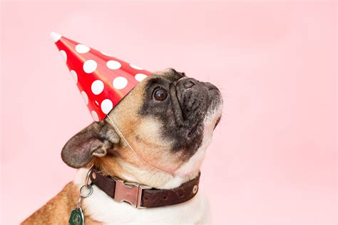 Dog Birthday Parties: The Ultimate Guide to the Best Pup Party Ever