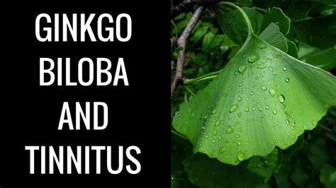 Ginkgo Biloba Tinnitus Cure Or Scam