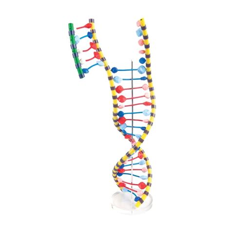 3B Scientific DNA Double Helix Model DNA Double Helix Molecular Model ...