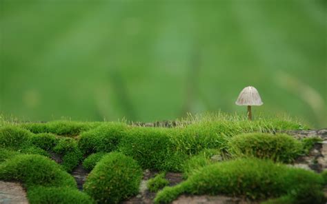 Mushroom Computer Wallpaper, Desktop Background | 2560x1600 | ID:403985 ...