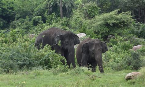 Nehru Zoological Park celebrated “World Elephant Day”