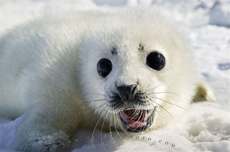Cute White Coat Harp Seal Baby Pup | Photo, Information