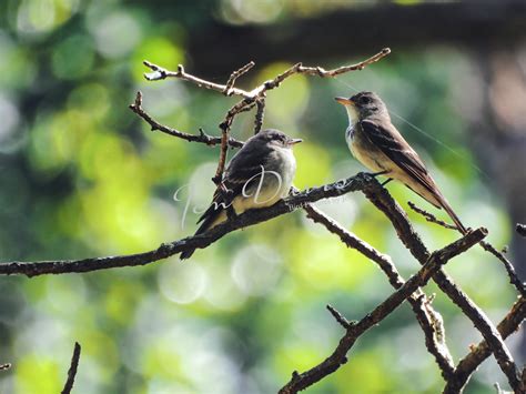 Flycatcher Bird Pictures | Pictures of Flycatcher Birds for Sale Bird ...