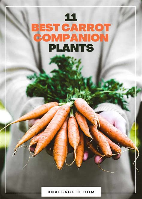 Carrot Companion Plants: 11 Best Companion Plants For Carrot | UnAssaggio