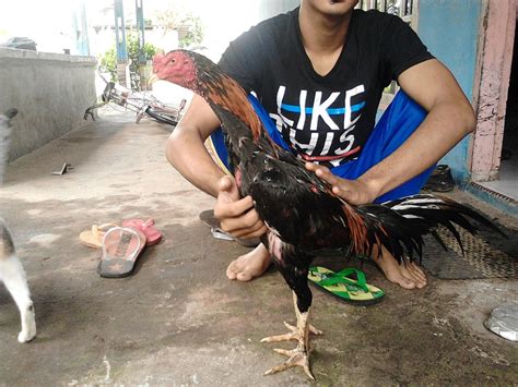 Ayam Bangkok Aduan Riau