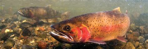 Yellowstone cutthroat trout - Alchetron, the free social encyclopedia