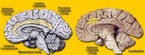 Gyrus Cinguli; Cingulate Gyrus